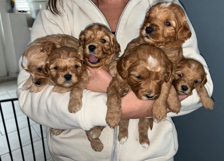 F2 generation cavapoo puppies 
