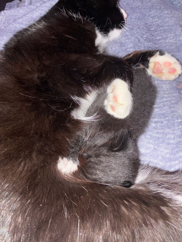 Ragamuffin 1 male kitten 