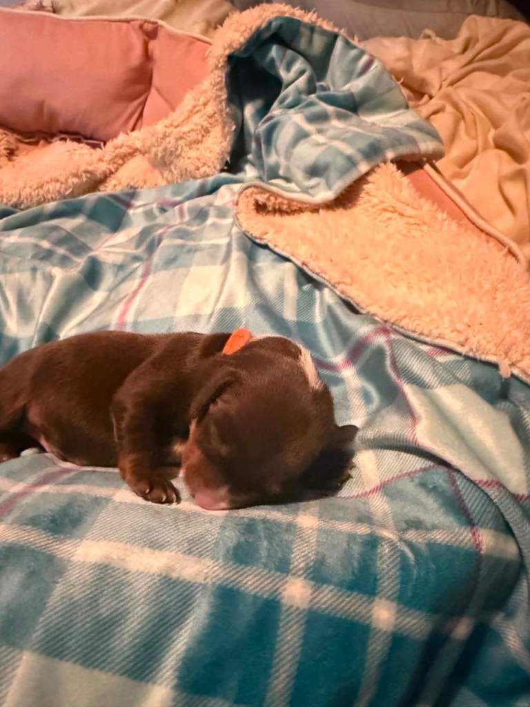 Miniature dachshund Puppies for sale