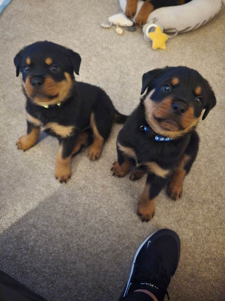 3 Male Rottweiler Pups