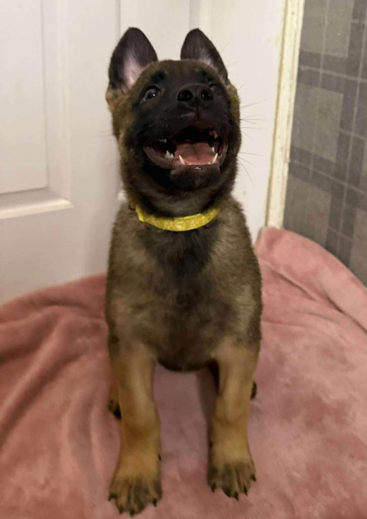 Dutch herder puppies ONLY 2 MALES LEFT 