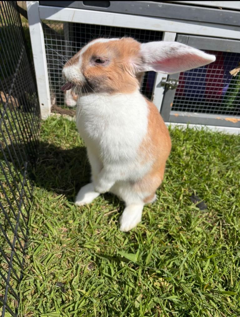 Rabbit for sale 