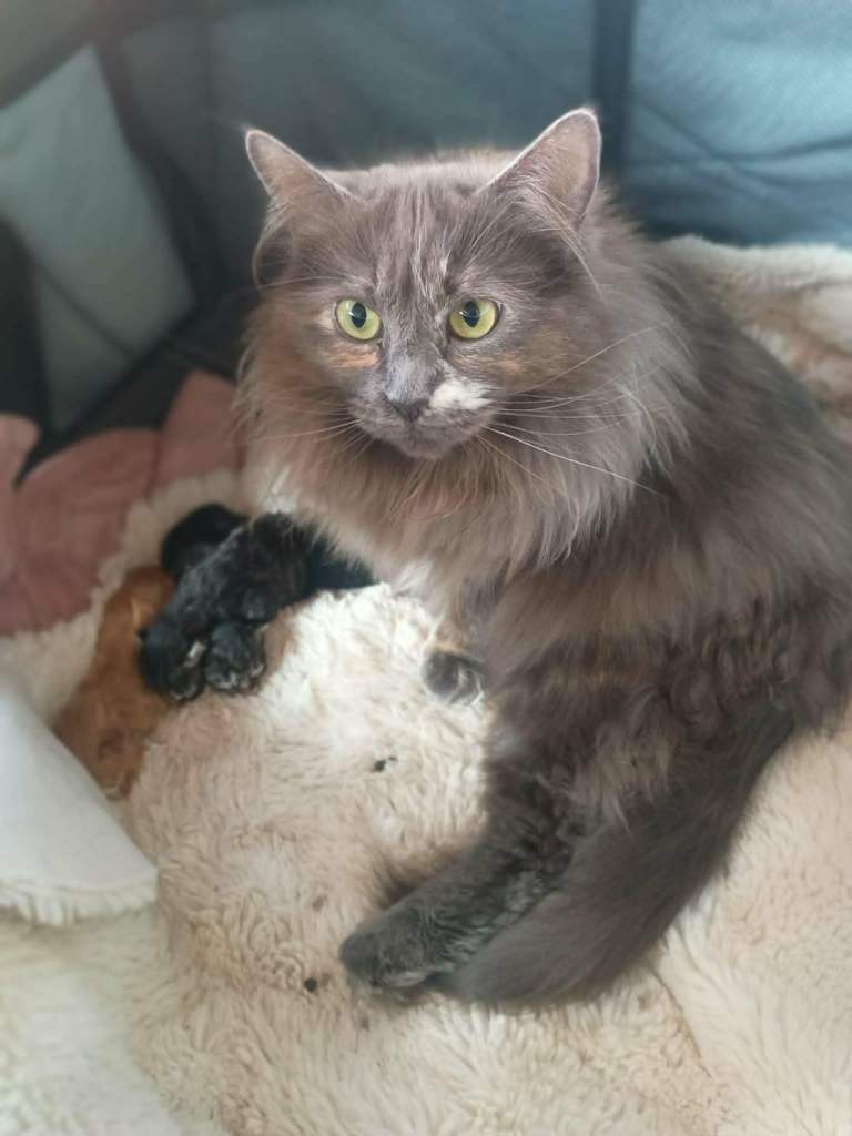 Blue Ragdoll x maine coon kittens for sale