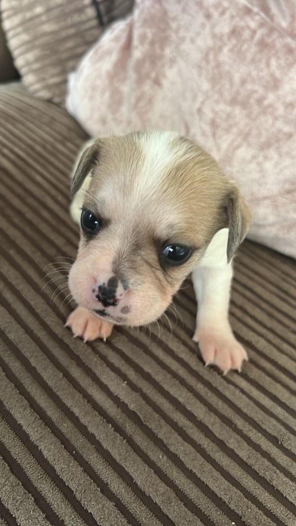 Jack Russell x puppies