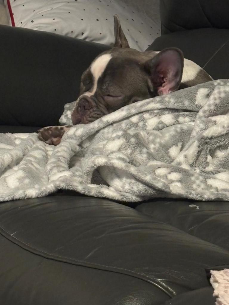 7 month old male French bulldog 