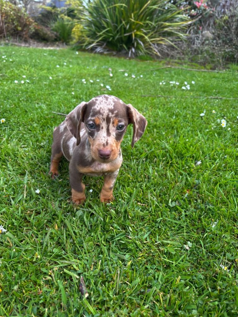 Miniature dachshund 