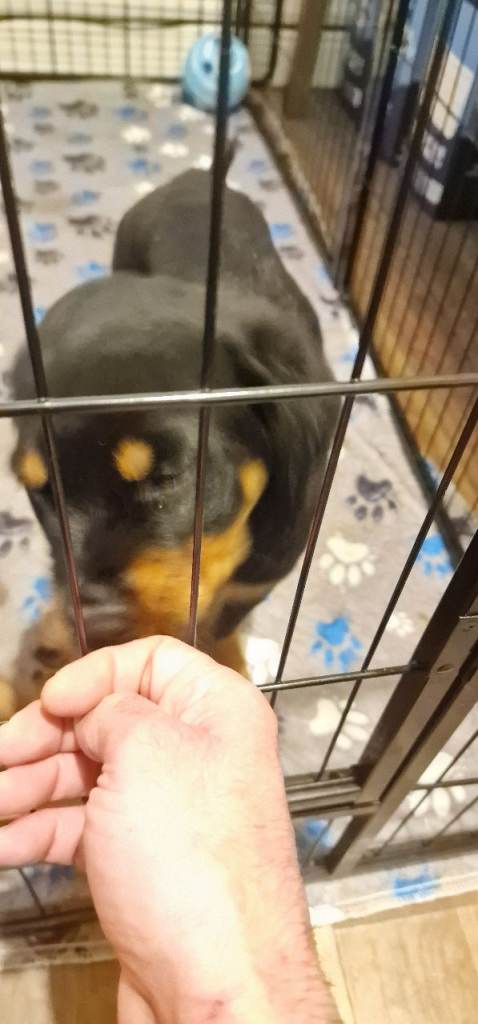  females Rottweiler puppy avaliable 