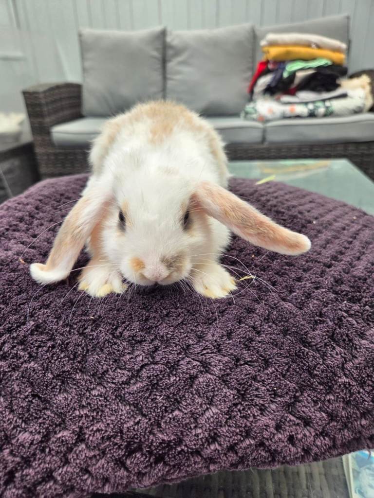 Teddy lops 