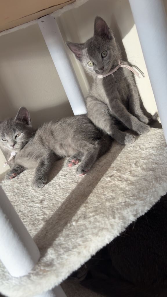4 Russian blue x British shorthair 