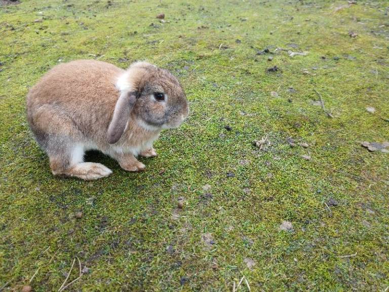 Male rabbit for sale in Bolton