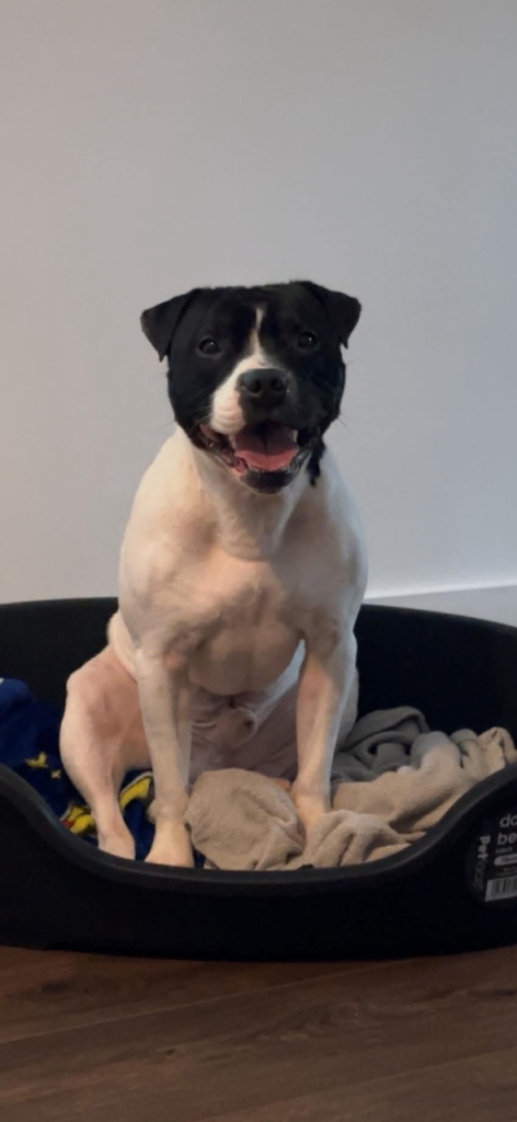 4 year old Staffordshire bull terrior