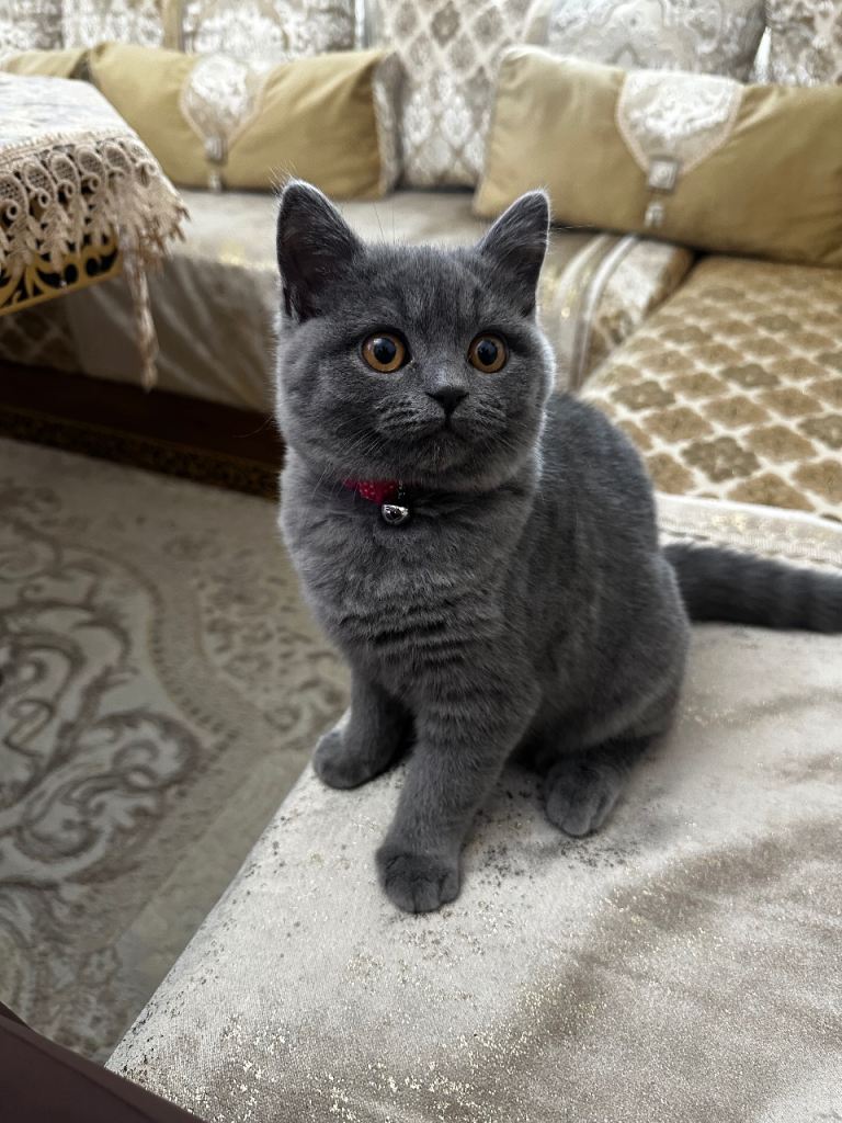 British Shorthaired Kitten