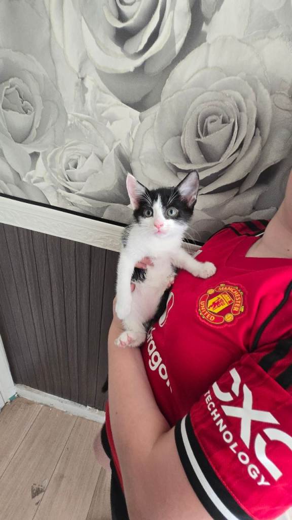 9 week old Kittens 