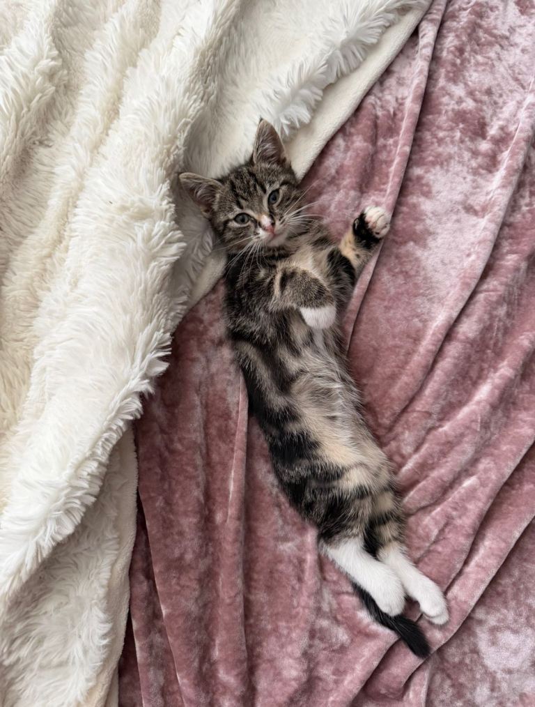 1 Male Tabby’s for sale ! 🐈❤️ Forever home🏡