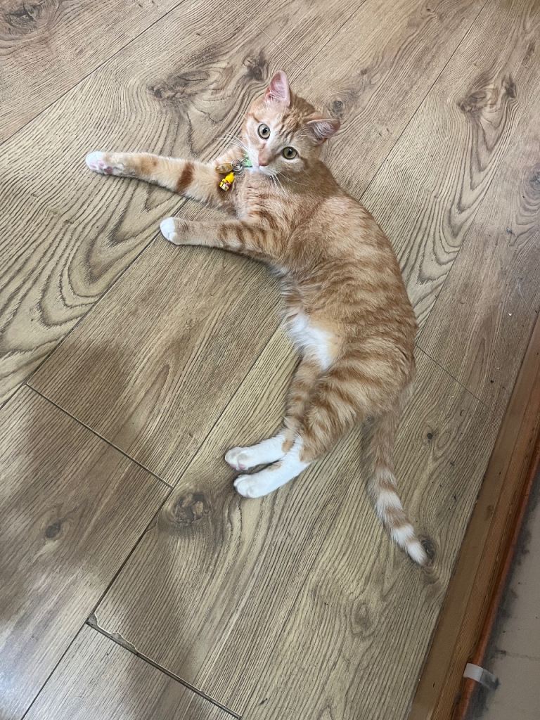 Beautiful orange tabby girl 