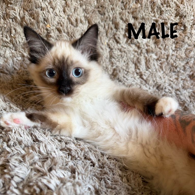Pure Ragdoll kittens for sale
