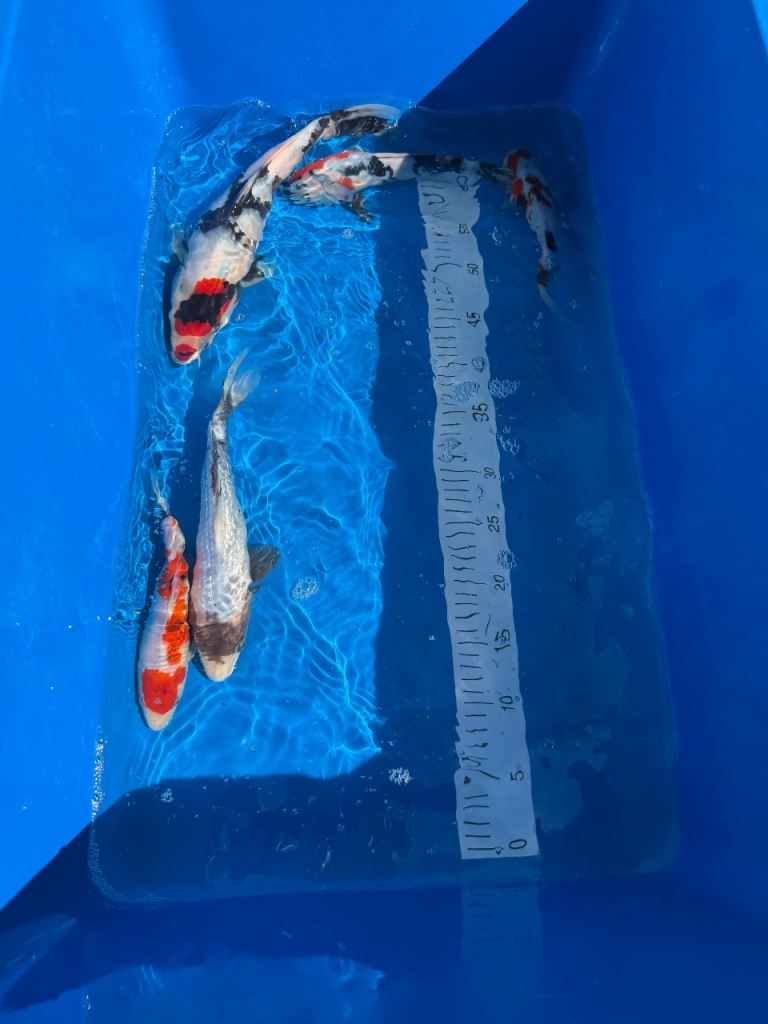 Koi for sale 