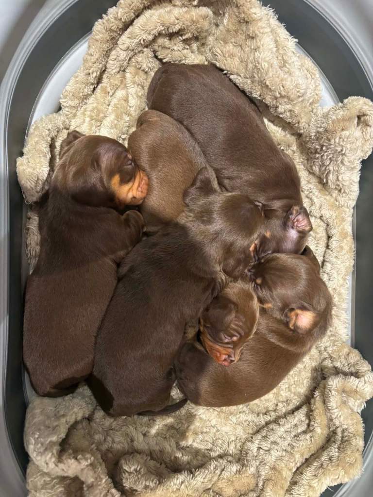 Miniature daschund