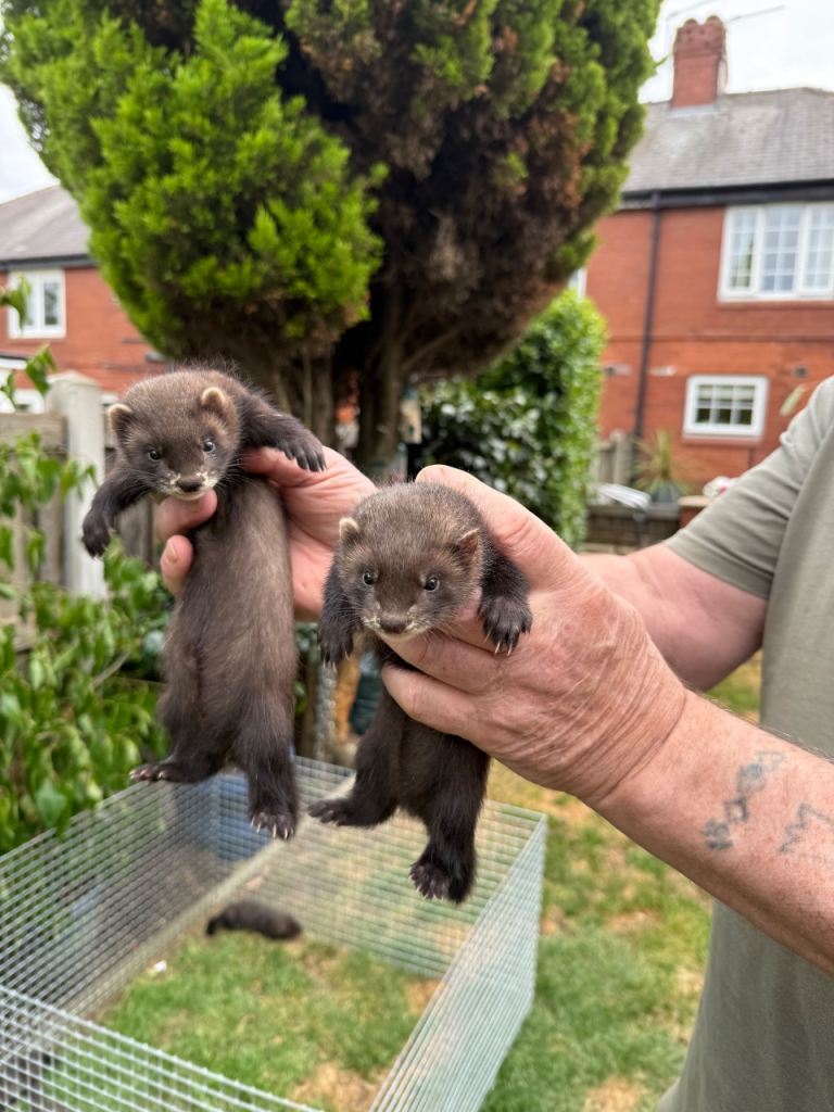 Eu ferrets 