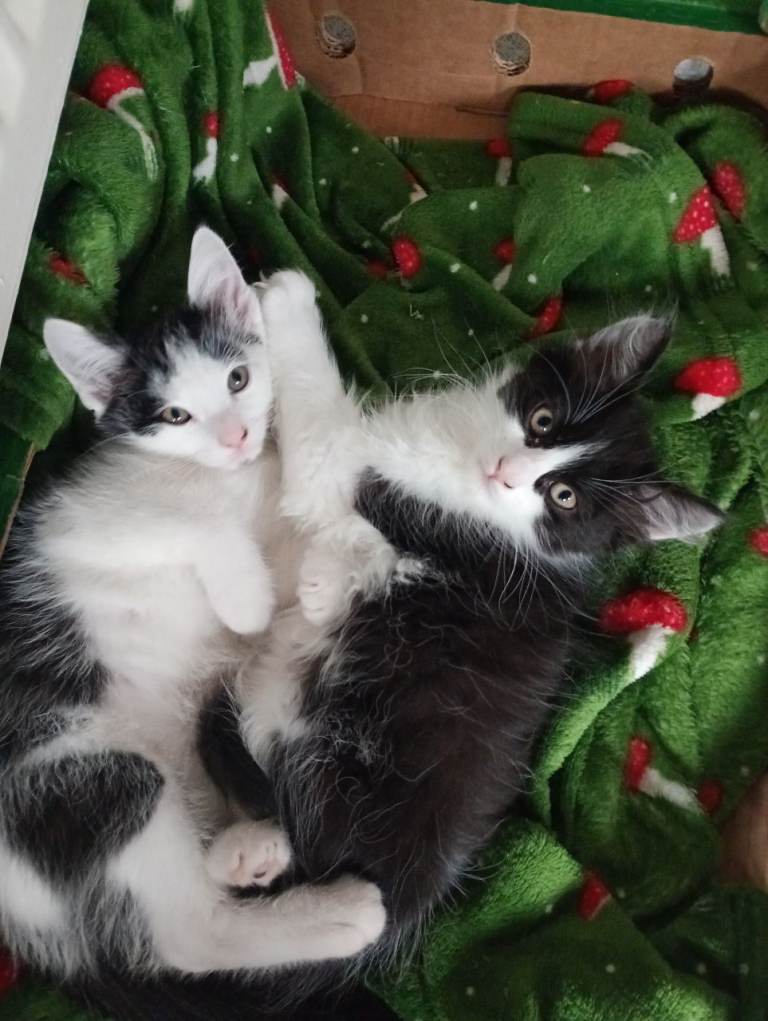Kittens 
