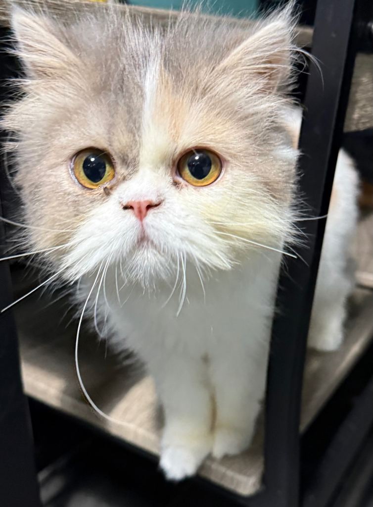 Persian kitten very cute little girl 5 months old 