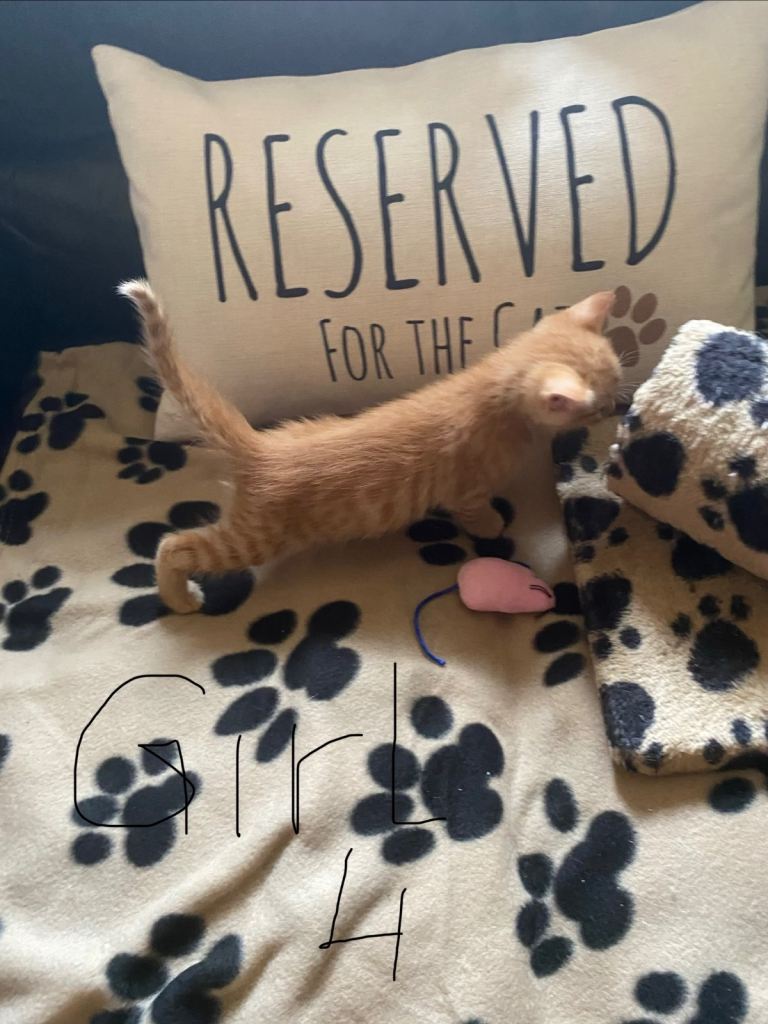 Ginger kittens for sale