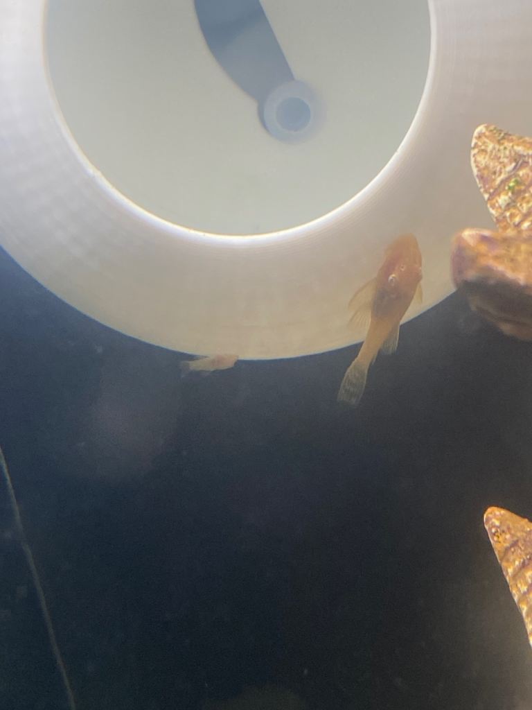 Bristle nose plecs and ramshorn snail