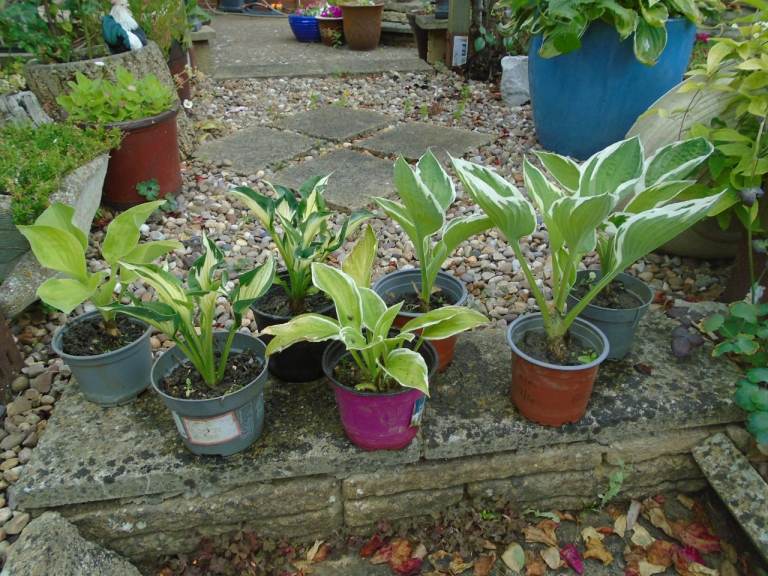 HOSTAS Hosta garden plant flowers, different varieties -  £4 EACH