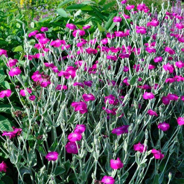 Lychnis Coronaria-Rose Campion Plants
