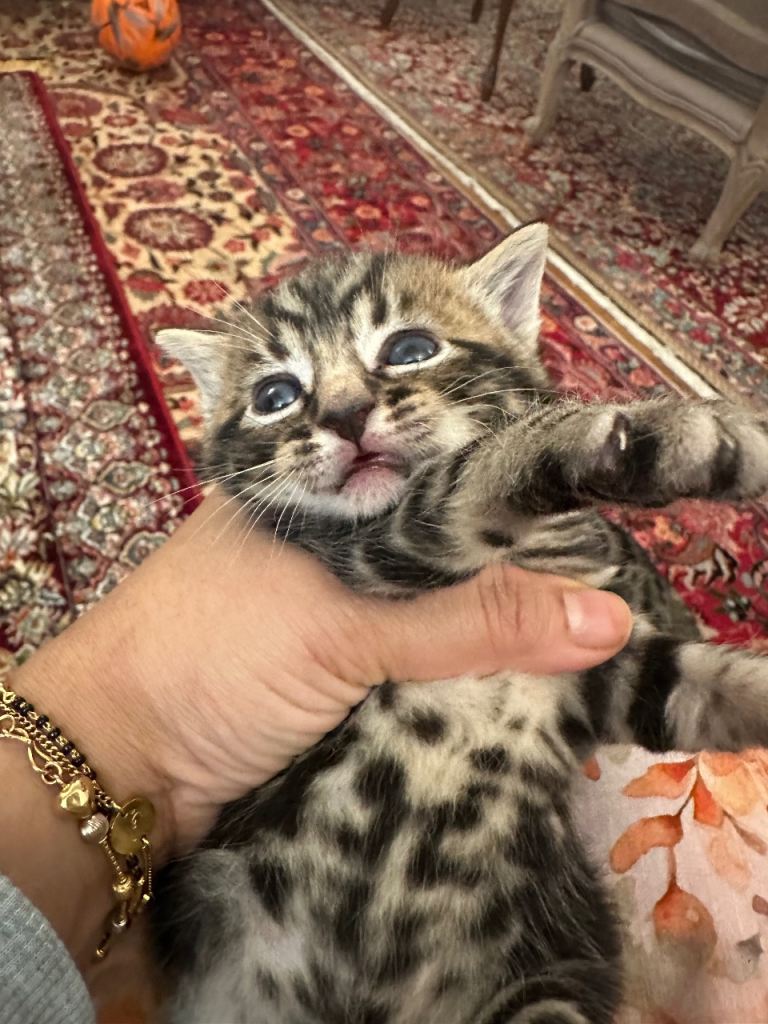 image for Tabby boy kitten