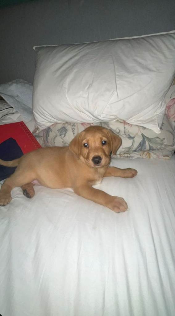 Female labrador puppy 