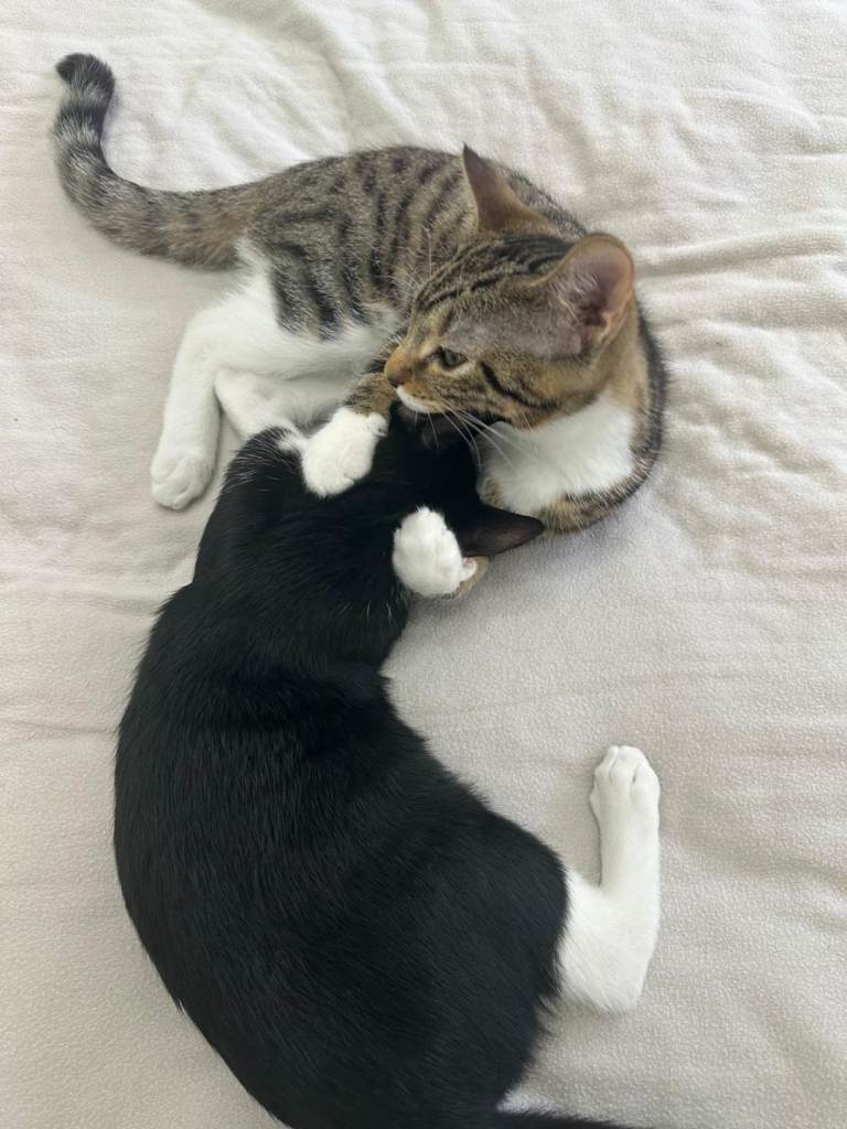 Kitten