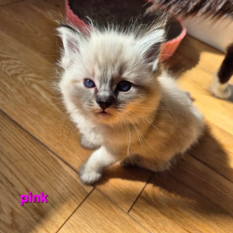 ✨ Exceptional Ragdoll Kittens – Raised with love✨