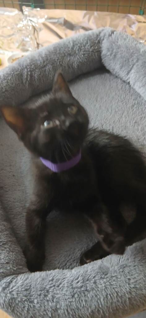 1 female kitten