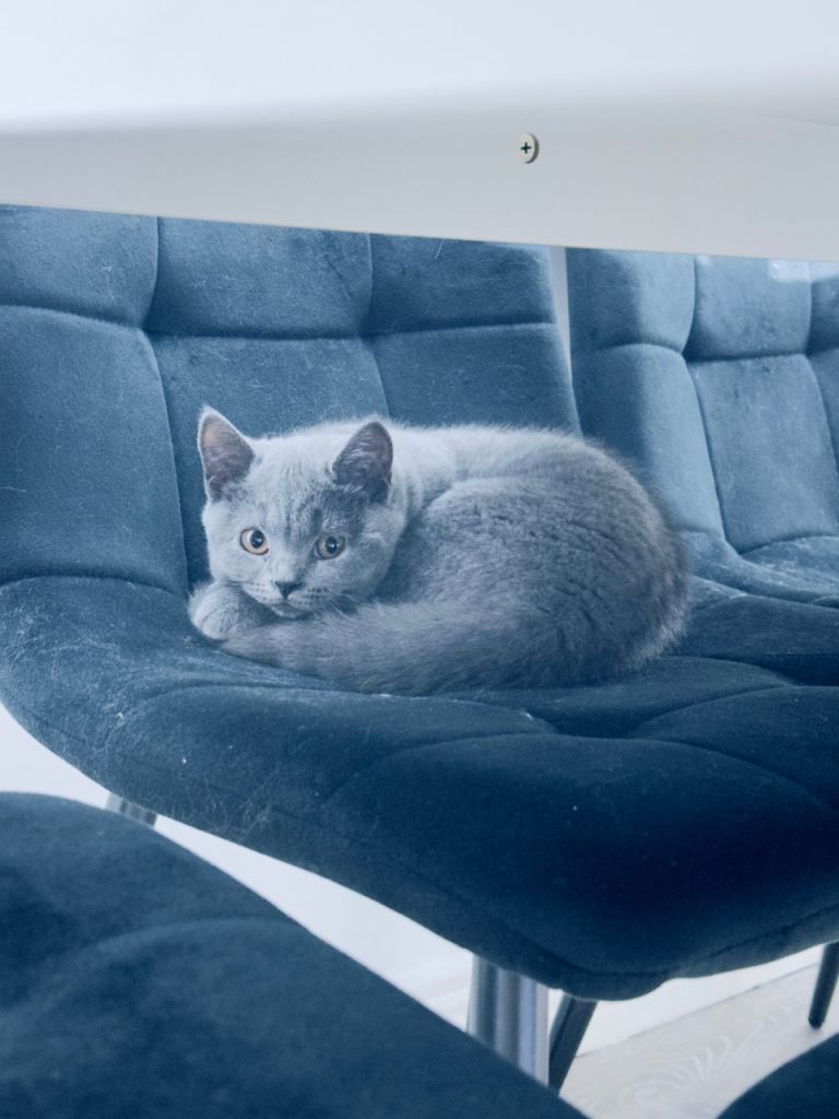 Gorgeous purebred British Blue Shorthair kitten — 1 beautiful girl, 4 months old.