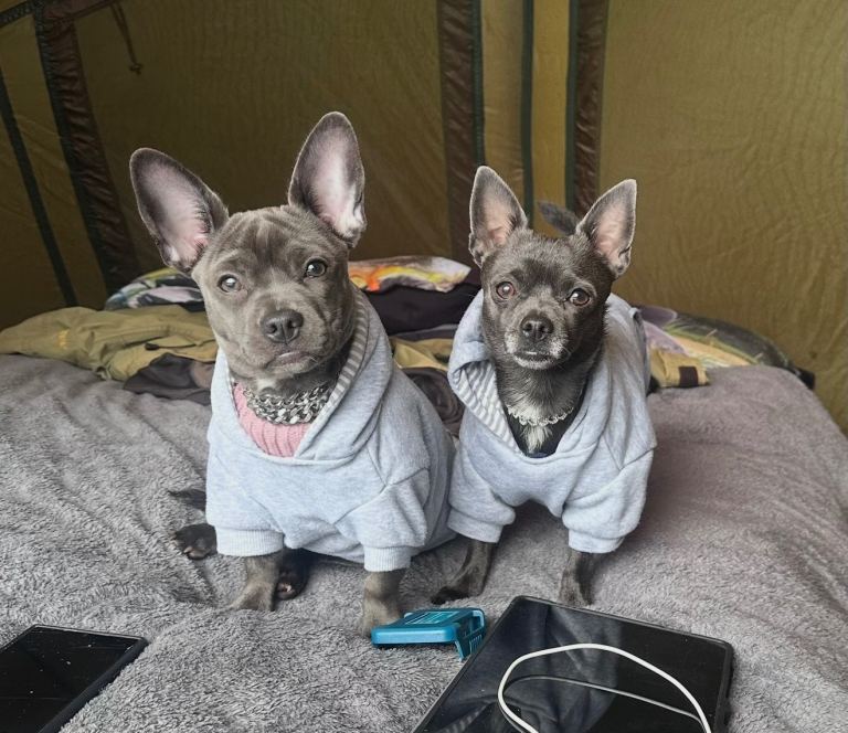 🐾 Beautiful Bullhuahua (French Bulldog × Chihuahua) Puppies 🐾