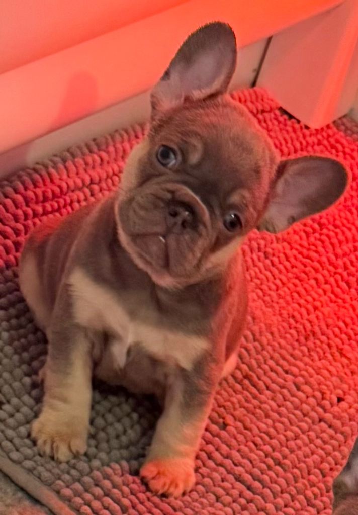 French Bulldog Puppies 