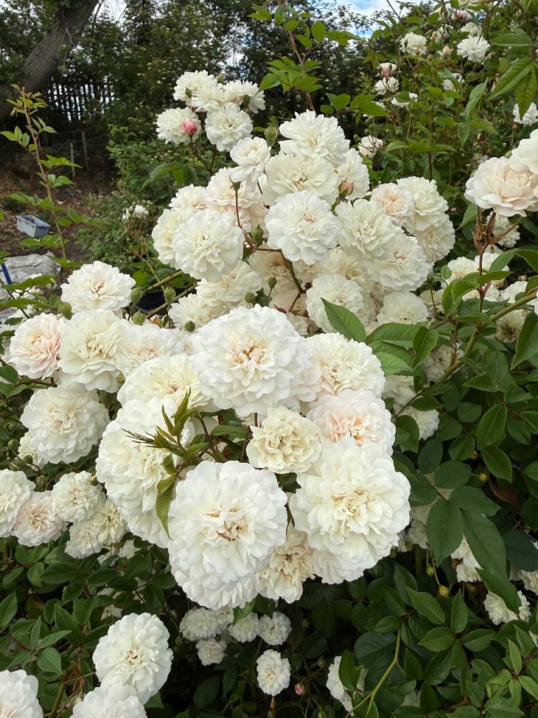 White rumbler rose plant