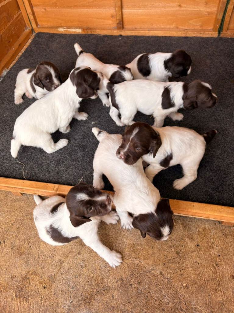 KC Working Springer Spaniel Puppies