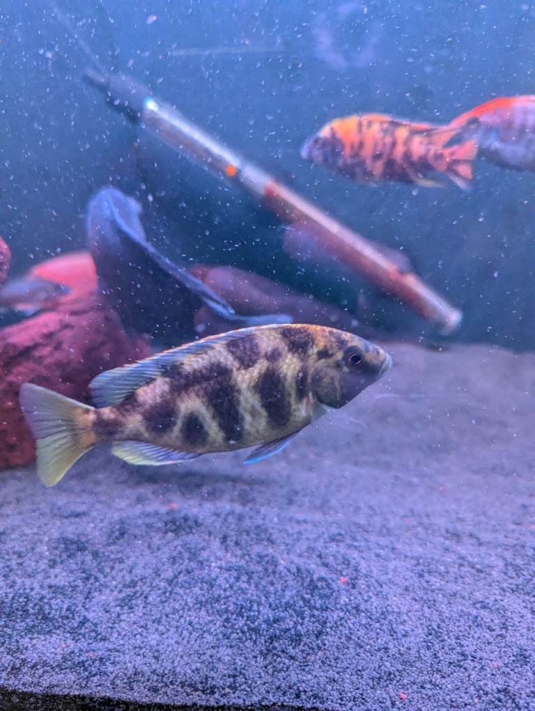 African and American Cichlids 