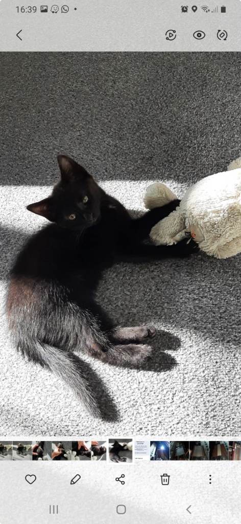 Kittens