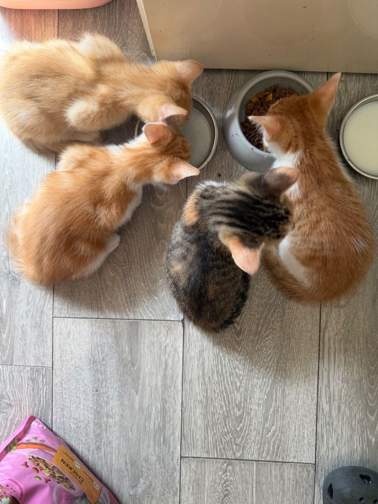 3 kittens full ginger not for sale 