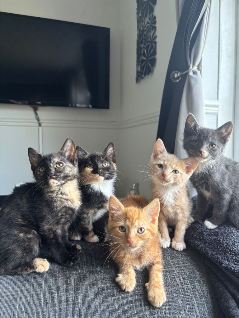 5 gorgeous kittens for sale 
