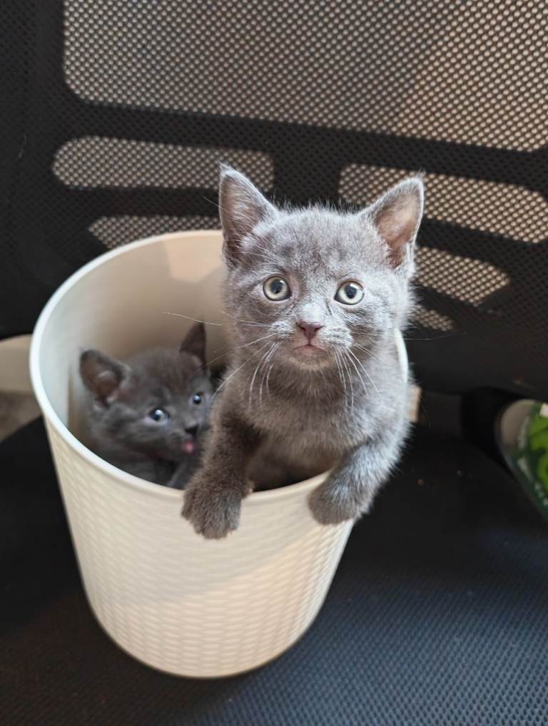 Russian blue mix girl kittens