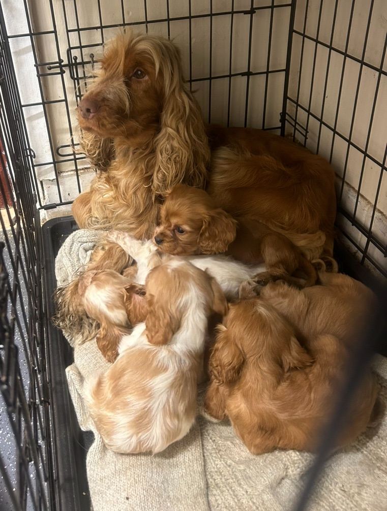 Cockalier puppies 
