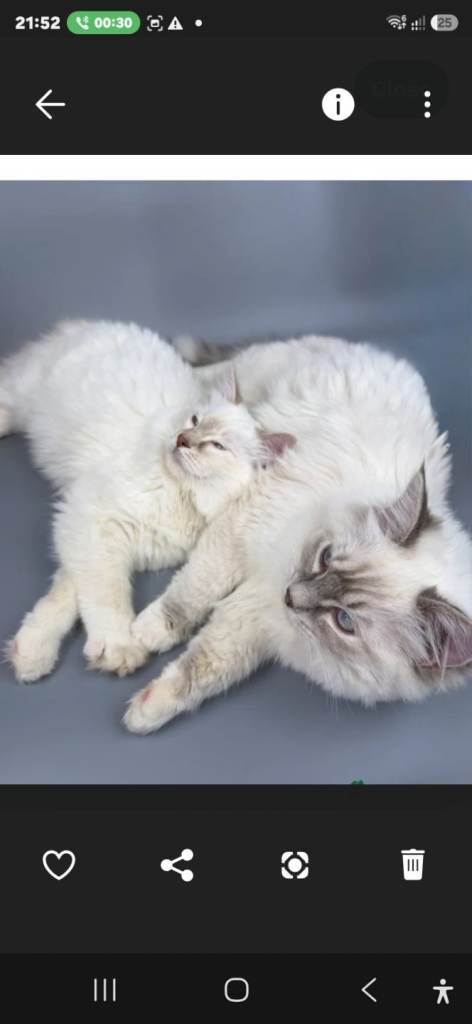 Bonded Pair of Male Ragdoll Cats (Toffee & Coffee) for Rehoming