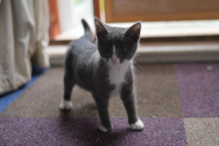 Two Beautiful Friendly Kittens – £80 Each – Ready Now