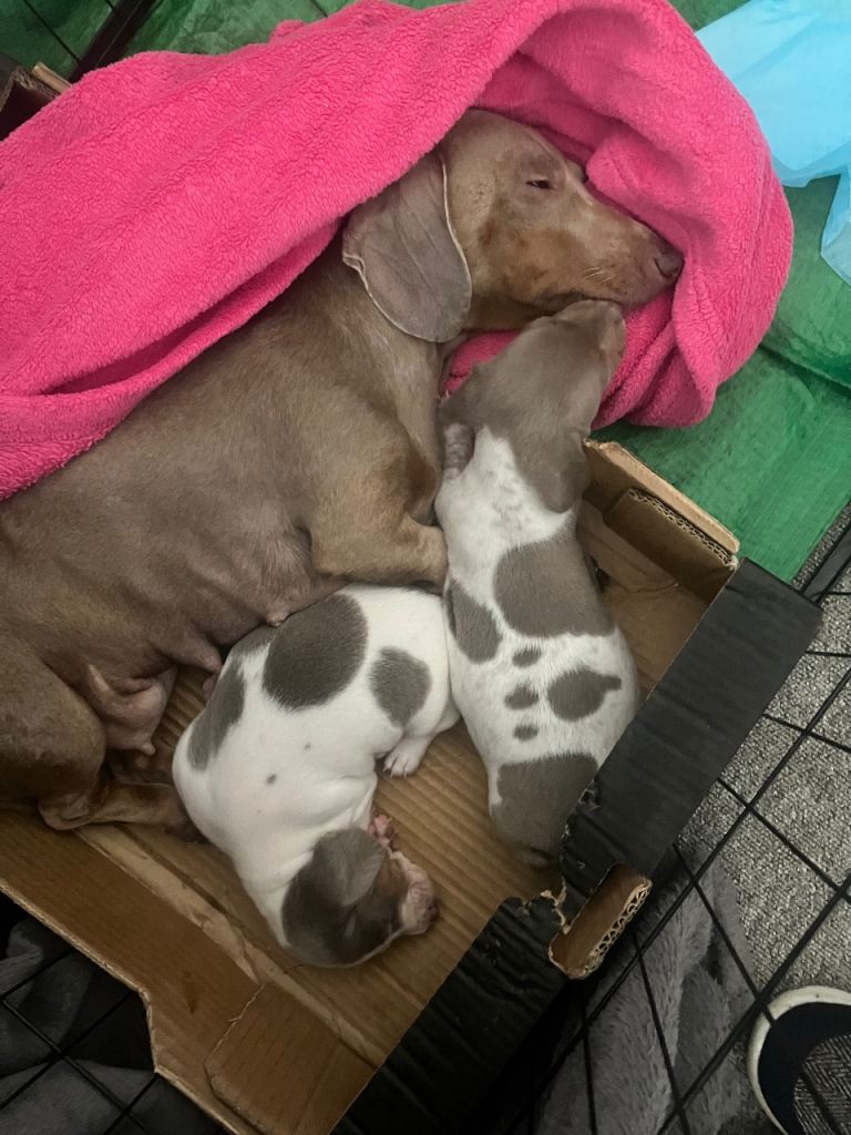 Rare miniature lilac piebald dachshund puppies for sale