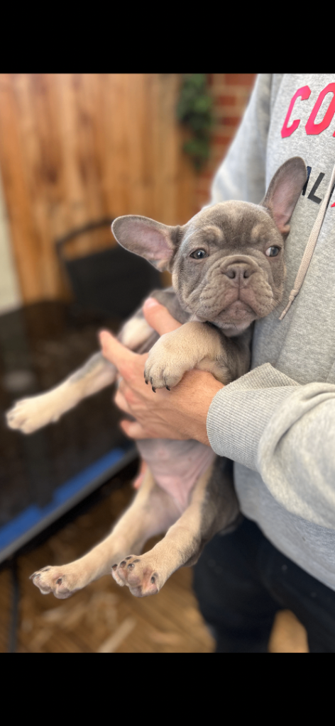 French bulldog puppies 