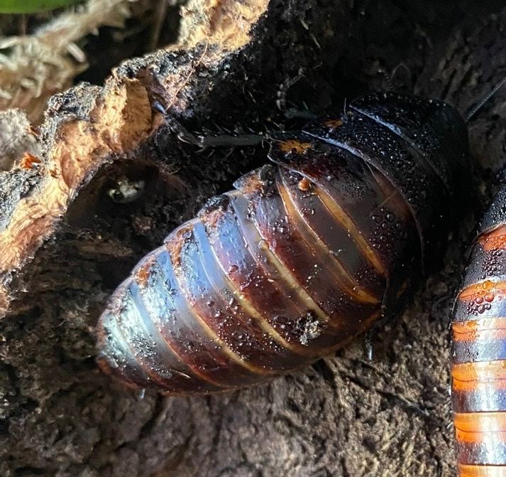 Female Madagascar hissing cockroach  